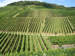 panoramic view of the vineyards at Rebstock in Germany