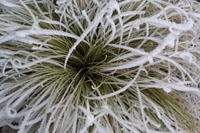 grass in white frost macro