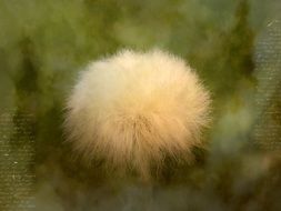 Puhonos is a genus of flowering plants of the sedge family