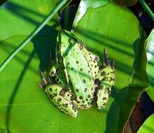 Green lake frog