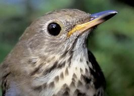 close-up of a thrush with a sharp beak