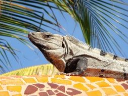 iguana resting beneath palm, mexico