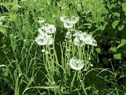 delightful dandelions meadow