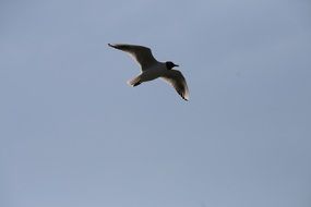 seagull flies in the clear sky