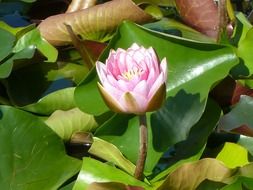 water lily pink blossom bloom