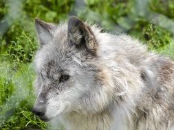 gray fluffy young wolf