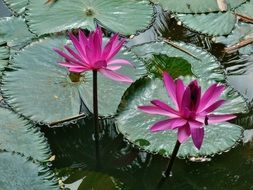 two pink water lilies in a pond