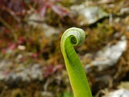 green sprout fern