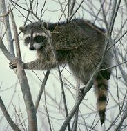 raccoon on thin branches