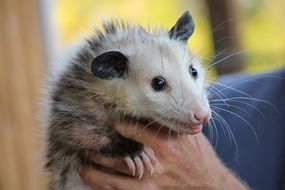 possum in hand close up