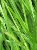 Photo of the water drops on the green grass