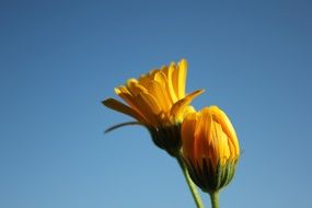 Two yellow flowers against the blue sky