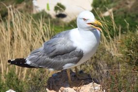 Beautiful and colorful seagull bird on the stone in nature in Costa Brava, Spain