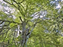 magical tree photo