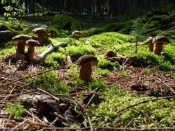 mushrooms in a forest