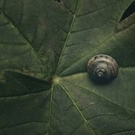 beautiful and delightful snail