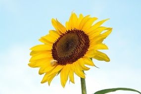 Bright yellow sunflower in the blue sky