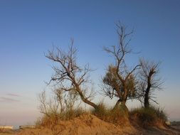 trees on the beach
