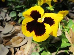 Close-up of the beautiful yellow and brown pansies among the colorful leaves