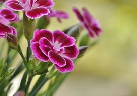 purple flower from the carnation family