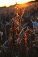 Grass with seeds on the field during sunset