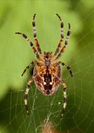 Colorful garden spider on the cobweb at blurred background