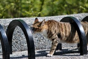 taiwan cat in the village