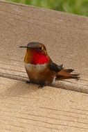 Hummingbird on a wooden surface close-up