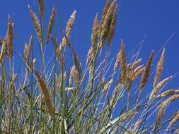 beautiful and delightful dry grass
