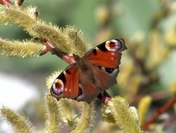 peacock butterfly in spring