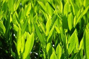 bright leaves green back light