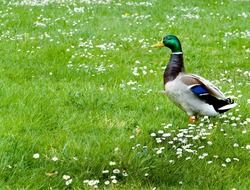 Drake on green grass with white daisies