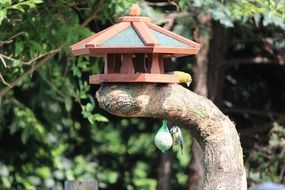 beautiful bird feeder in sunny day