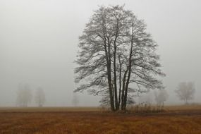 Landscape with the foggy trees in autumn