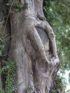 yew tree in the forest close up