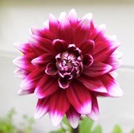 amazing dahlia flower