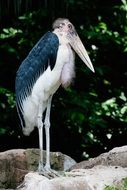 marabou stork standing bird