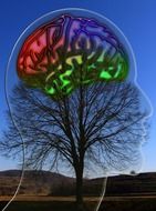 head silhouette with brains on wood background