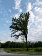 wind road tree countryside view