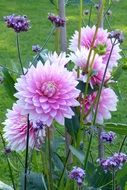 pink dahlias flowers in the garden