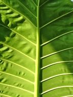 sheet framework on a green leaf