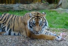 Beautiful colorful Sumatran Tiger in wildlife