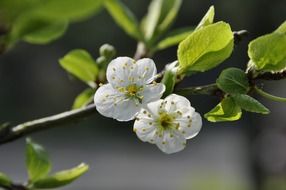 two flowers on a branch of an apple tree