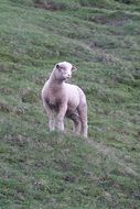 young sheep on a green hill