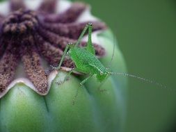 green grasshopper on poppy capsule macro
