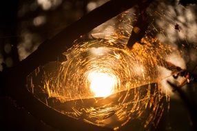 closeup photo of spider web against the sunlight