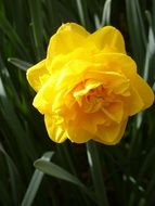 lush yellow daffodil