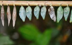 butterfly cocoons