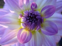 purple white flower macro foto