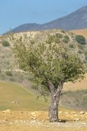 Tree in the Spain in summer